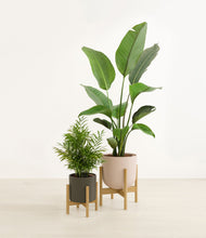 Load image into Gallery viewer, -