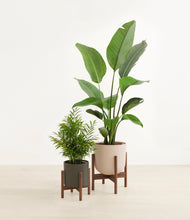 Load image into Gallery viewer, Olive Branch stand:two_stands