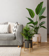 Load image into Gallery viewer, -