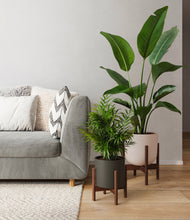 Load image into Gallery viewer, Tiger Lily stand:one_stand