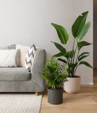 Load image into Gallery viewer, Olive Branch