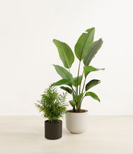 Load image into Gallery viewer, Orca*****Profile