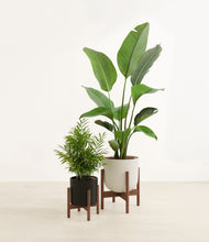 Load image into Gallery viewer, Orca stand:two_stands