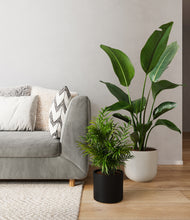 Load image into Gallery viewer, Orca