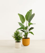 Load image into Gallery viewer, Tiger Lily*****Profile