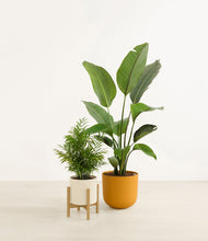 Load image into Gallery viewer, -