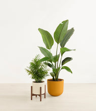 Load image into Gallery viewer, Tiger Lily stand:one_stand