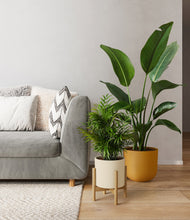 Load image into Gallery viewer, -