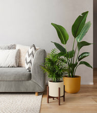 Load image into Gallery viewer, Olive Branch stand:two_stands