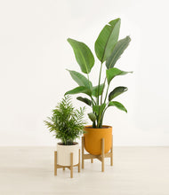 Load image into Gallery viewer, -