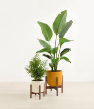 Load image into Gallery viewer, Tiger Lily stand:two_stands