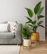 Load image into Gallery viewer, -