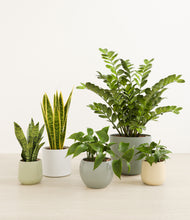 Load image into Gallery viewer, Earthy