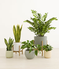 Load image into Gallery viewer, Earthy stand:two_stands