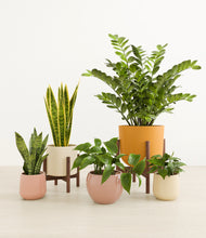 Load image into Gallery viewer, Enlightened Oasis