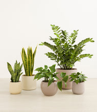 Load image into Gallery viewer, Sandy