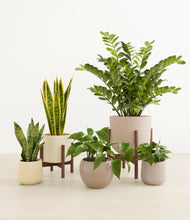 Load image into Gallery viewer, Enlightened Oasis