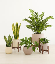 Load image into Gallery viewer, Enlightened Oasis