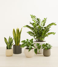 Load image into Gallery viewer, Woodland