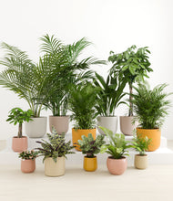 Load image into Gallery viewer, Evening Sky*****Profile