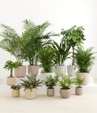 Load image into Gallery viewer, Sandy*****Profile