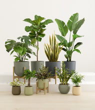 Load image into Gallery viewer, Earthy stand:three_stands