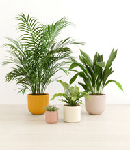 Load image into Gallery viewer, Evening Sky