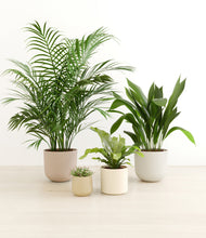 Load image into Gallery viewer, Sandy