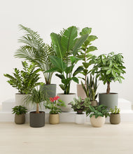 Load image into Gallery viewer, Woodland*****Profile