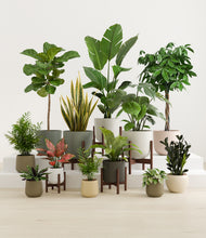 Load image into Gallery viewer, Woodland stand:five_stands