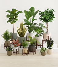 Load image into Gallery viewer, Woodland stand:nine_stands