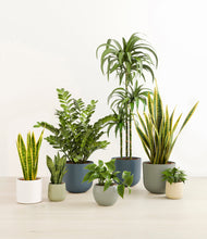 Load image into Gallery viewer, Earthy*****Profile