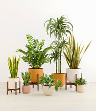 Load image into Gallery viewer, Evening Sky stand:three_stands