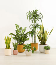 Load image into Gallery viewer, Evening Sky*****Profile