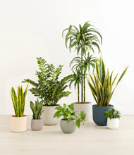 Load image into Gallery viewer, Soft Stone