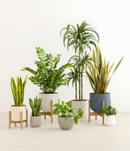 Load image into Gallery viewer, Soft Stone stand:three_stands