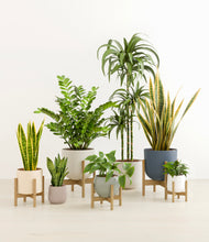 Load image into Gallery viewer, Soft Stone stand:five_stands