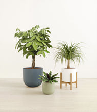 Load image into Gallery viewer, -