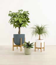 Load image into Gallery viewer, -