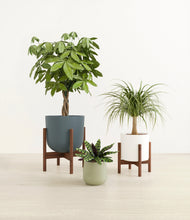 Load image into Gallery viewer, Earthy stand:two_stands