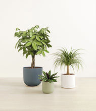 Load image into Gallery viewer, Earthy*****Profile