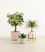 Load image into Gallery viewer, -