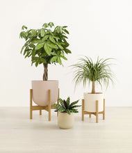 Load image into Gallery viewer, -