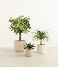 Load image into Gallery viewer, Sandy*****Profile