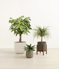 Load image into Gallery viewer, Woodland stand:one_stand