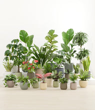 Load image into Gallery viewer, Countryside*****Profile