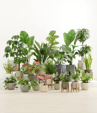 Load image into Gallery viewer, Countryside stand:nine_stands