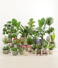 Load image into Gallery viewer, Countryside stand:nine_stands