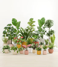 Load image into Gallery viewer, Evening Sky*****Profile