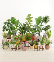 Load image into Gallery viewer, Evening Sky stand:thirteen_stands